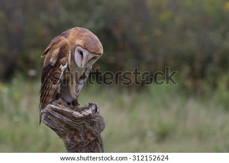 Barn Owl Perching