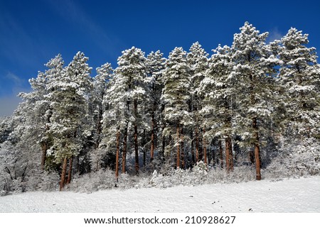 Snow covered Pines after winter storm.  San Juan National Forest, near Durango, CO.