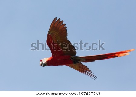 Scarlet Macaw in flight