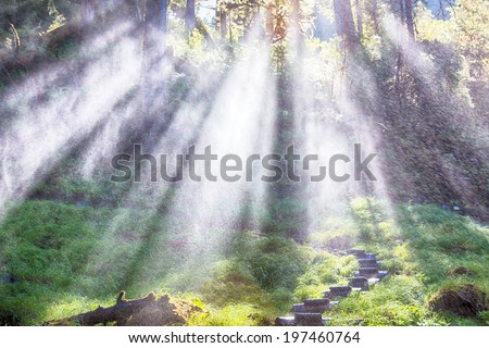 Sunlight through Misty Alaska Rain forest