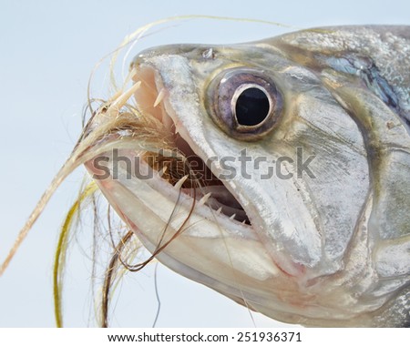 Payara Fish with Fishing Fly in Mouth