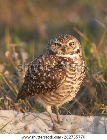 Burrowing Owl Cross Eyed