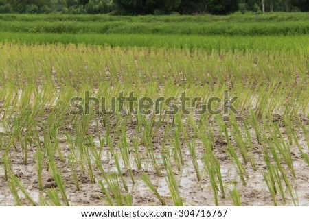 Thailand rice farmer began after a rain.