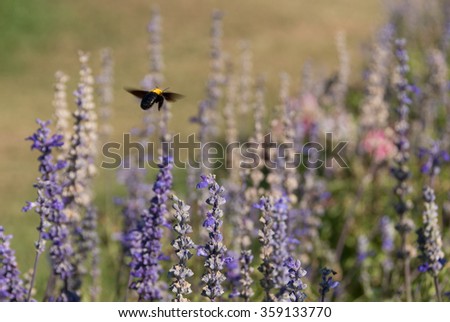 Bumble bee flying on violet flowers fields(selective focus)