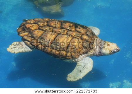 Swimming sea turtle - Sea turtle swimming in a pool in Salvador, Brazil