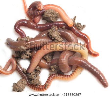a bunch of worms to the earth on a white background