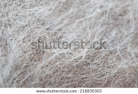 cat hair