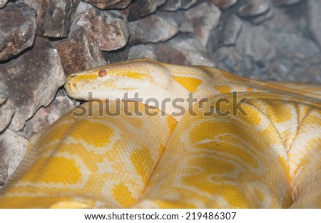 large yellow and white snake