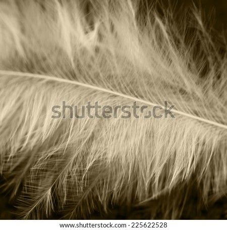 white feather on a black background in a light brown tone