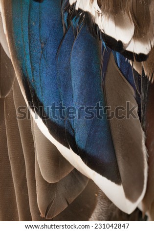 duck wings with blue feathers