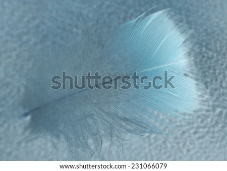 white feather in blue tone