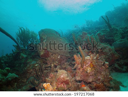 Wide angle image of coral reef wall taken during a deep dive at the Karpata dive site in Bonaire, Netherlands Antilles
