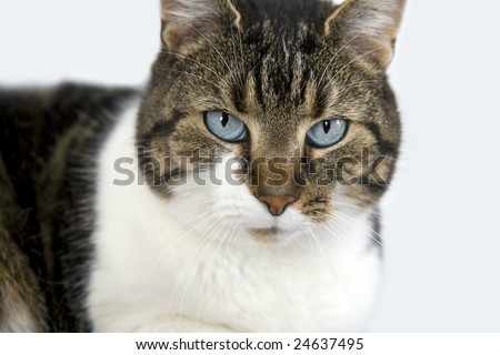 2. Junge von Eislicht und Herbstlaub Stock-photo-portrait-of-a-brown-white-cat-with-blue-eyes-looking-directly-into-the-camera-isolated-on-white-24637495