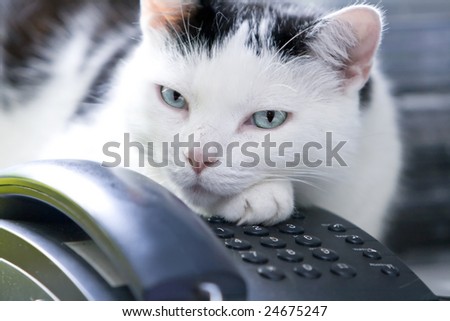 A black and white cat with intense blue eyes is lying on a desk, guarding the telephone. Indoor shot. Shallow DOF. Focus on eye.