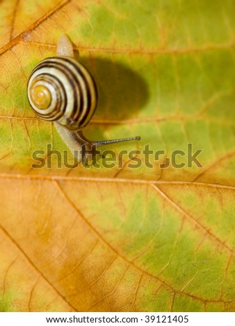 Maple Snail
