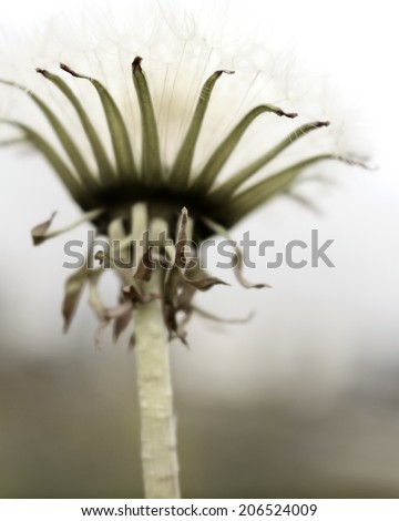 Closeup and a worms-eye-view of a dandelion. Near Reykjavik Iceland