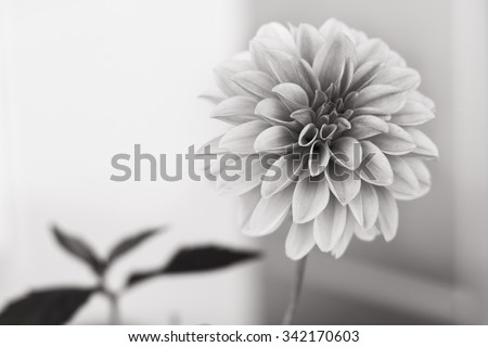 Digitally Sepia Toned Black and White Photograph of a Dahlia Flower in Full Bloom