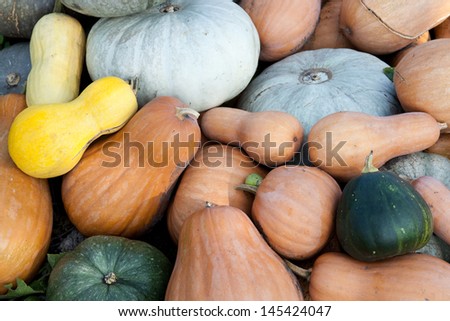 Many different kinds and colors pumpkins: yellow, grey, green and orange laying on the ground in the field.