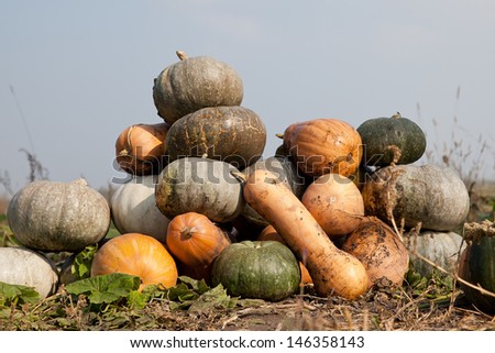 Many different kinds and colors pumpkins: yellow, grey, green and orange laying on the ground in the field