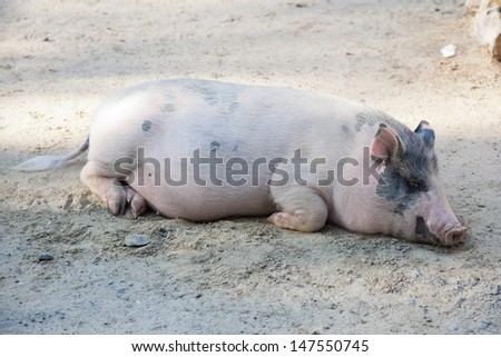 Cute adult pig resting on the yard