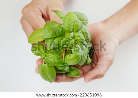 A Bunch of Fresh Basil in a Woman's Hand Isolated on White Background