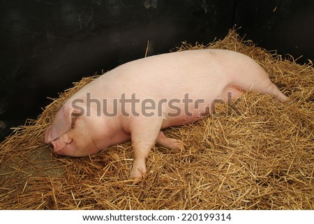 A Large Female Pig Laying on a Bed of Straw.