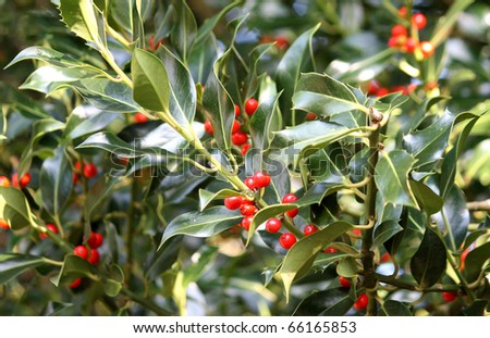 Beautiful Red Berries on a Holly Tree.