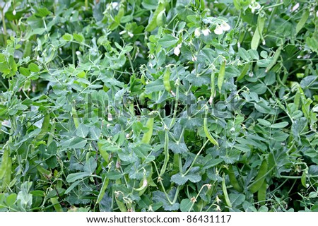 A Crop of Pea Pods and Blossom on a Large Plant.