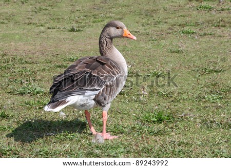 A Greylag Goose on the Grass on a Hot Sunny Day.