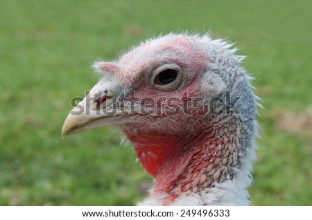 A Close Up View of a Turkey Bird Head.