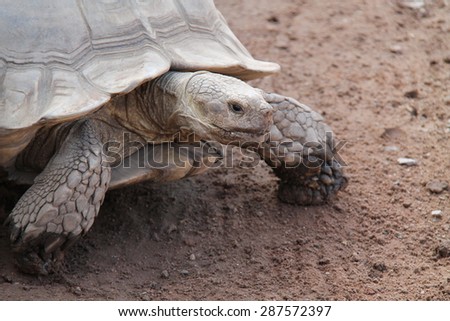 The Head and Front Legs of a Giant Earth Tortoise.