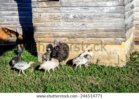 The turkey cock with turkey-poults in the country