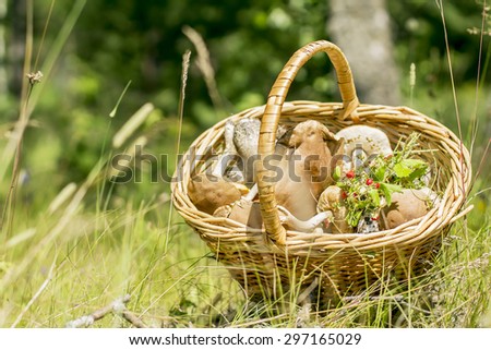Catch of the mushroomer. Basket full of mushrooms. Image with selective focus