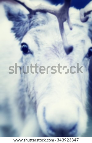 Blurred background: white reindeer face close up. Image with toning