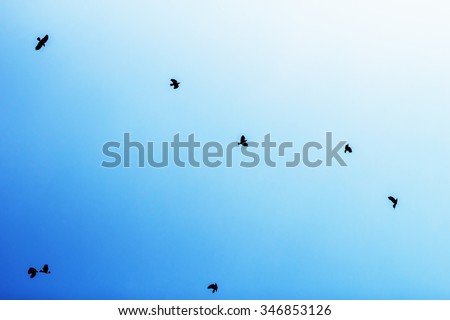 Background with flying crows in blue sky. Image with color effects and selective focus