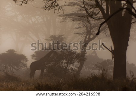 Giraffes in the morning mist