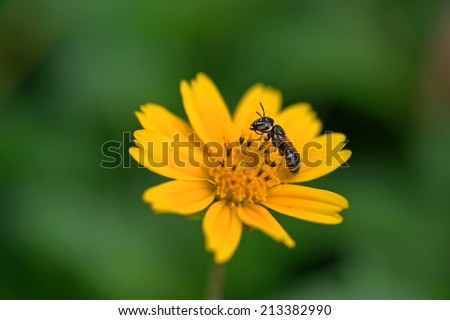 Insect & Flower in Thailand