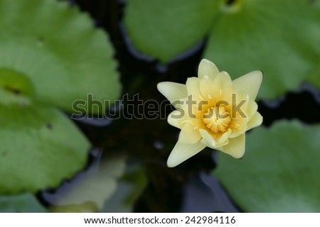 Lotus, Water lily in Thailand