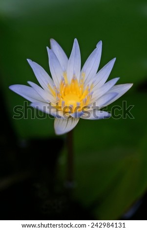 White Lotus, Water lily in Thailand
