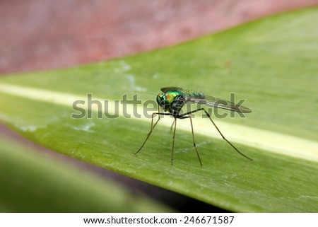 Green Flies, Insect in Thailand