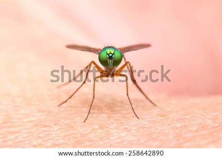 Fly, Insect in Thailand