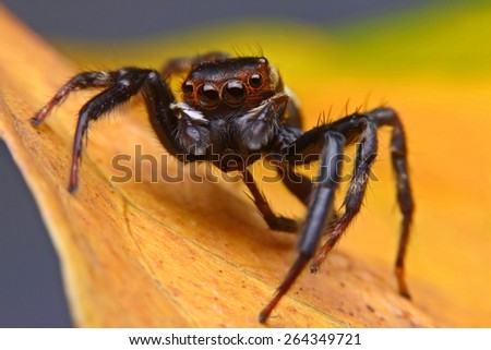 Jumping Spider, Found in Kanchanaburi, Thailand Jumping Spiders,Jump,Tiny