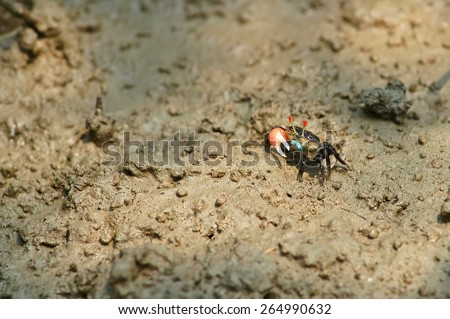 Fiddler crab, Ghost crab, Ocypodidae, Crab in Thailand