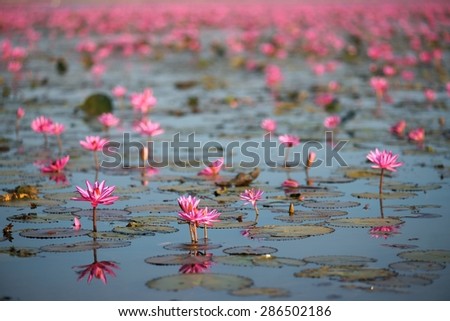 Lotus,Water Lily, The sea of Red Lotus, Kumphawapi, Udon Thani, Thailand
