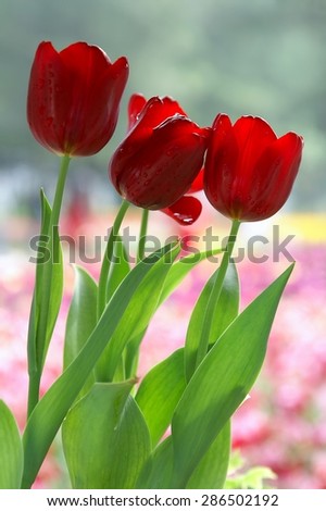 Red Tulips, Tulips Festival in Macau