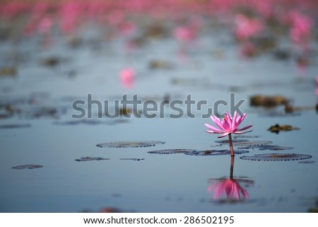 Lotus,Water Lily, The sea of Red Lotus, Kumphawapi, Udon Thani, Thailand
