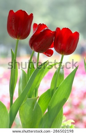 Red Tulips, Tulips Festival in Macau