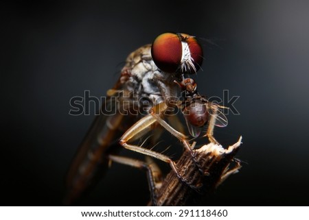 Robber fly, Insect in thailand, Found at Kanchanaburi Province