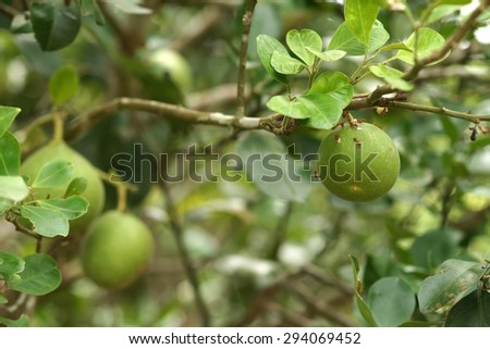Pomelo and Ants, The ants guard grapefruit to eat aphids., Fruit in Thailand