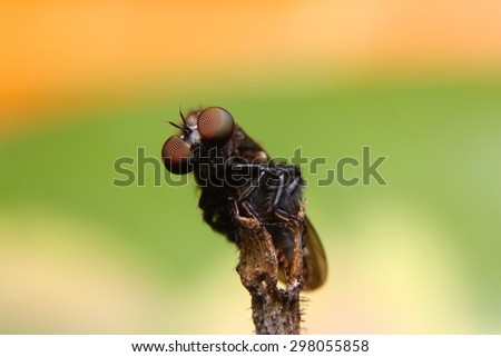 Robber fly, Insect in Thailand